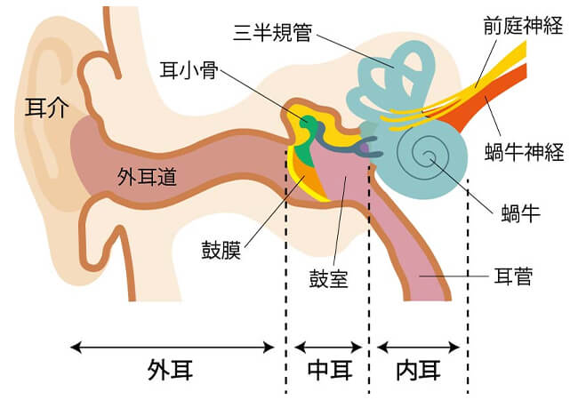 耳の構造