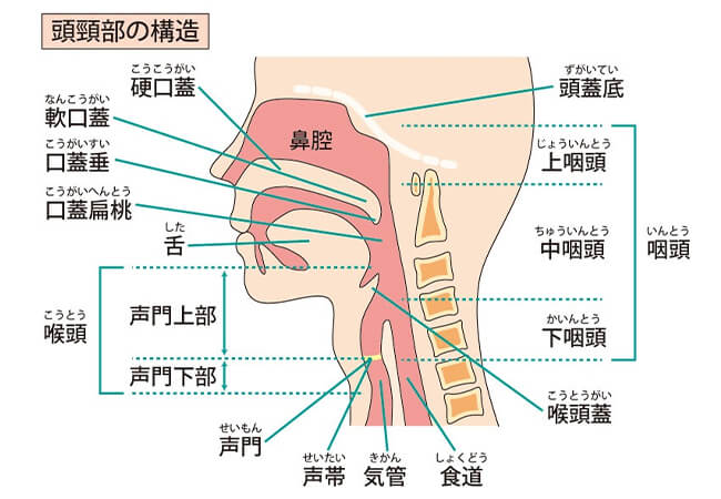 のどの構造図