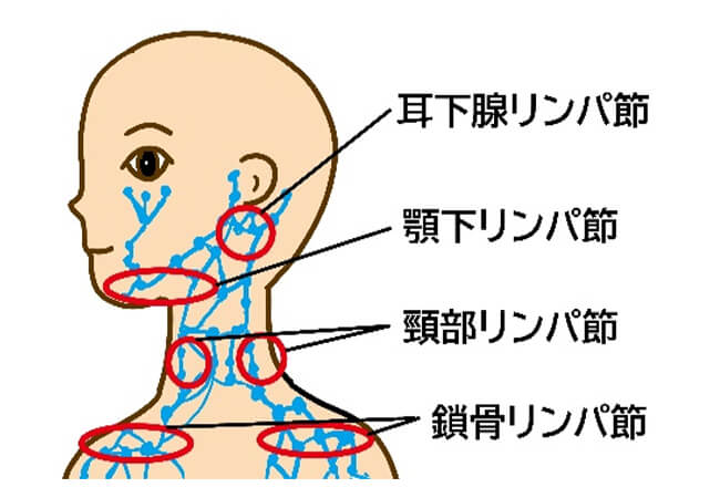 首周辺のリンパ節の構造図